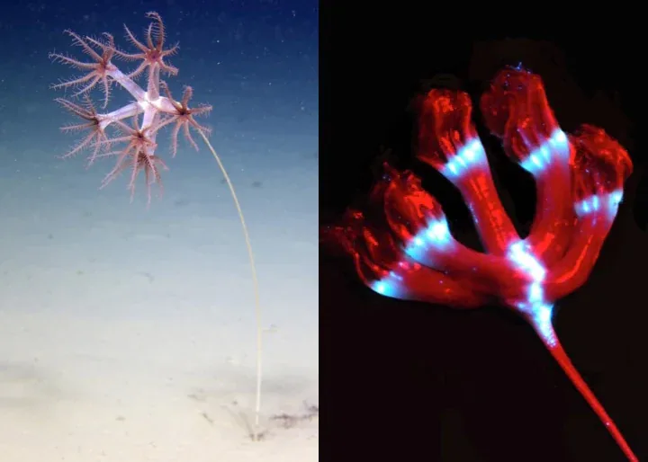 The same sea pen shown under white light and emitting bioluminescence.