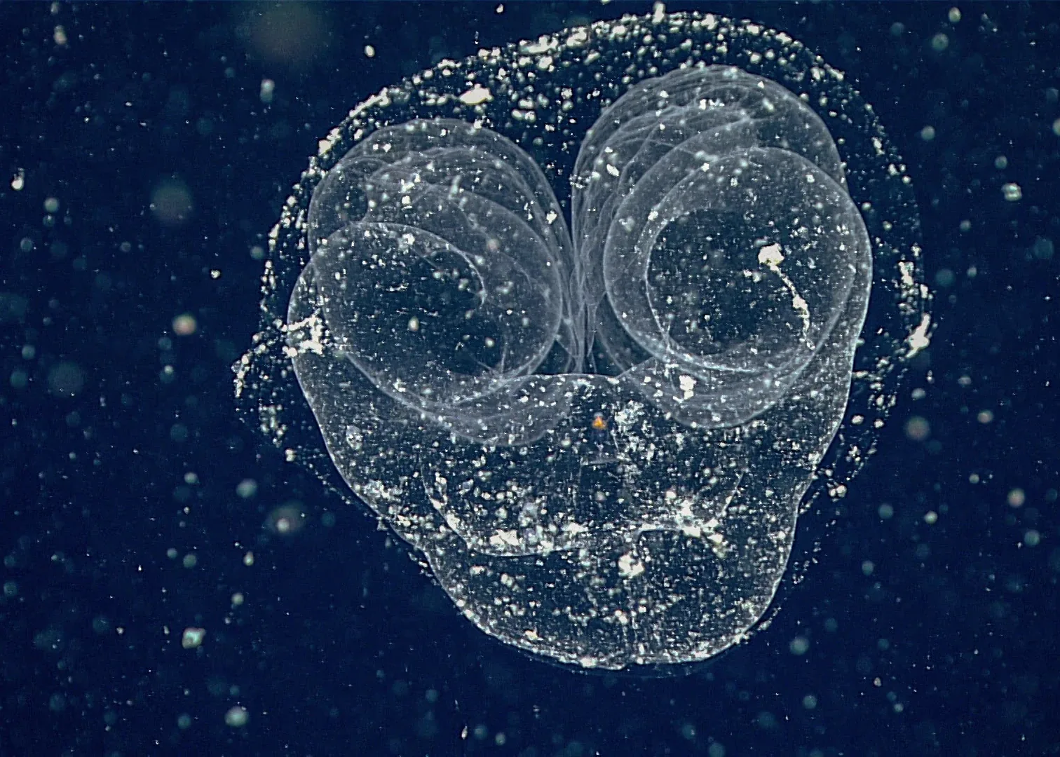 A larvacean inside a particle-filled mucus house surrounded by marine snow.