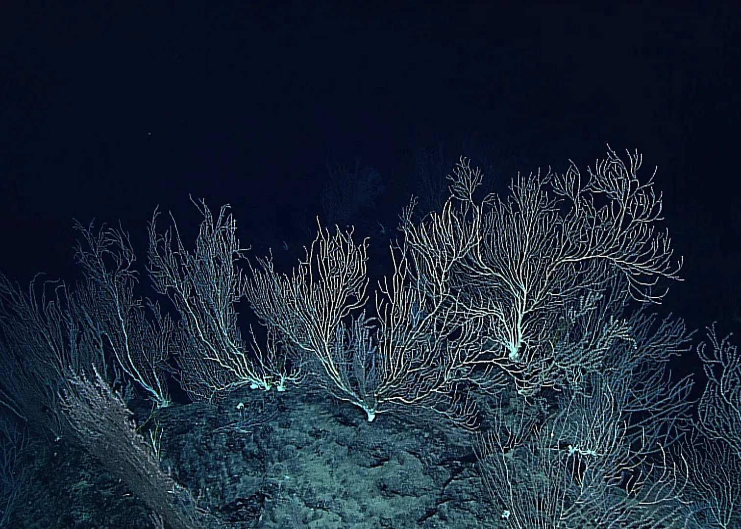 ROV Deep Discoverer lights a coral community on Ellis Seamount.