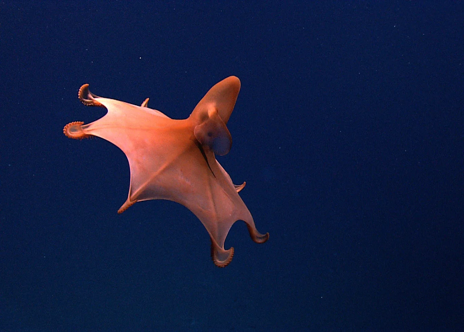 A pink blind Dumbo octopus (Cirrothauma murrayi) swimming against dark blue water.
